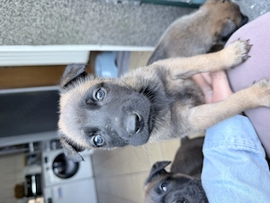 Kleine süße belgische Schäferhund mix  Mädchen 