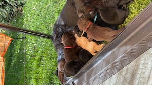 Labradoodle Labrador Mix - Welpen schwarz braun beige - männlich weiblich