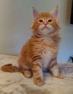 Niedliche Maine-Coon-Kätzchen (männlich und weiblich)