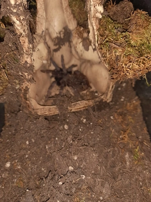 Pterinopelma sazimai Webspinnen