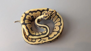 Wunderschöner hellgelber Königspython   zahm & futterfest 