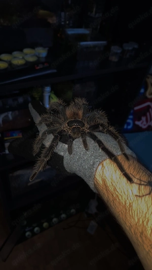 Lasiodora Parahybana