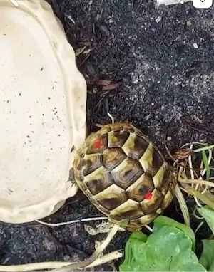 griechische Landschildkröten THB NZ 2025