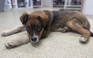 Mit Sokki kommt Leben ins Haus