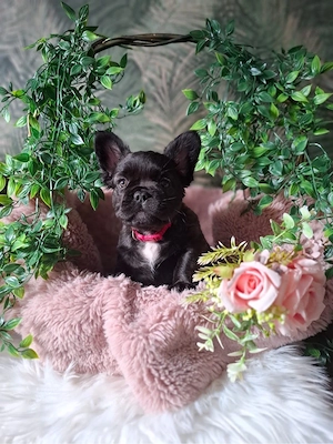 französische Bulldoggen Welpen