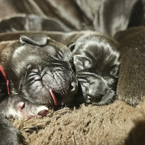 Süße Deutsche Doggen Welpen 