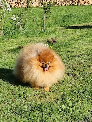 Zwergspitz Pomeranian 