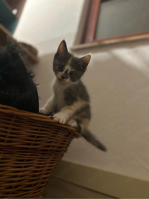 katzenkitten