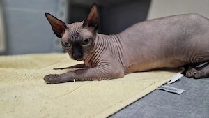 Kanadische Sphynx Mädchen 