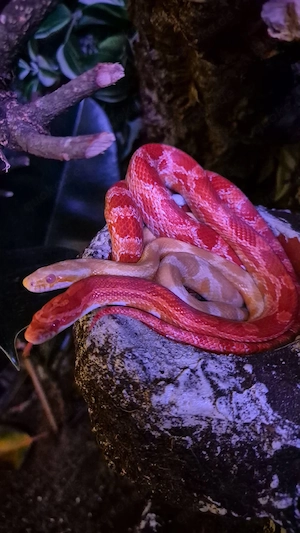 Kornnatter Pantherophis Guttatus 2.1.0