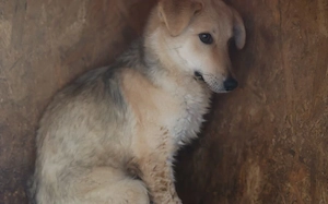 Cambera sucht empathische Menschen