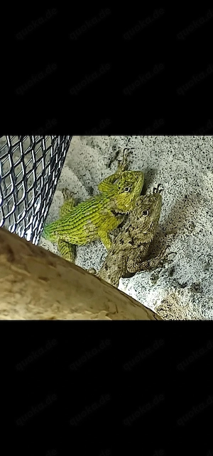 Malachit Stachelleguan Pärchen ( Sceloporus malachiticus )
