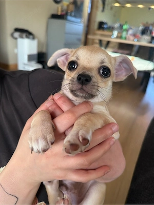 Chihuahua Welpen 