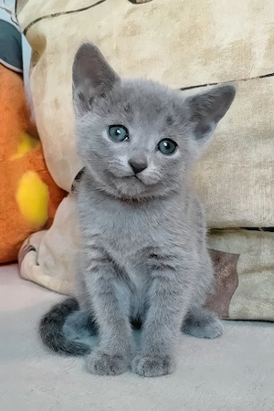Seltene Russian Blue - Premium Qualität