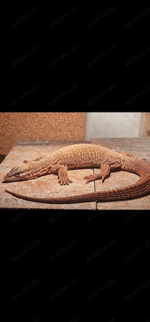 Stachelschwanzwaram yellow ( Varanus acanturus )
