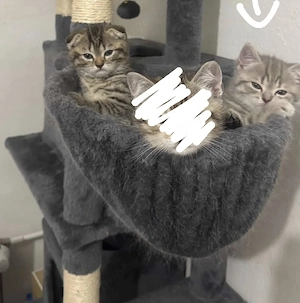 Britisch Scottish Mix