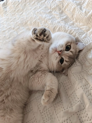 Blue Golden Shaded Deckkater mit Stammbaum BG.A