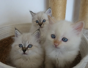  3 Heilige Birma Kitten Freigänger abgabebereit 