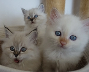  3 Heilige Birma Kitten Freigänger abgabebereit 
