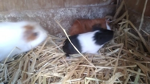 Meerschweinchenbabys