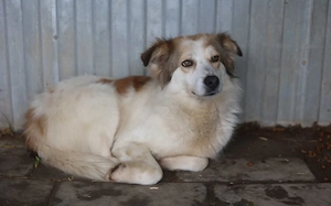 Ashana - schüchterne Schönheit