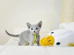 Russian Blue zum Verlieben - Züchterqualität