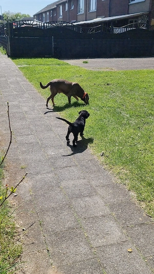 2 Süße Labrador Retriever Mix-welpen suchen ein Schönes Zuhause. Bild 7