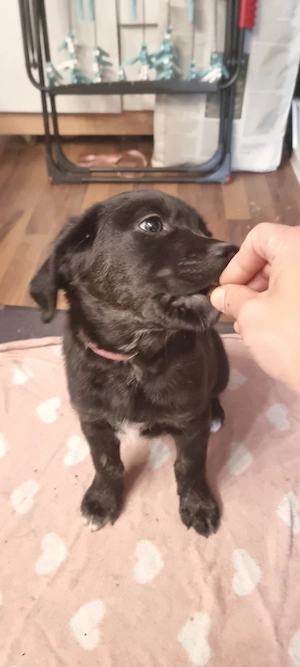 2 Süße Labrador Retriever Mix-welpen suchen ein Schönes Zuhause. Bild 6