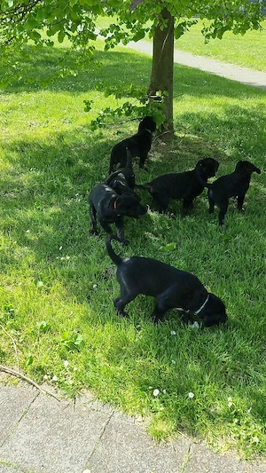 2 Süße Labrador Retriever Mix-welpen suchen ein Schönes Zuhause. Bild 8