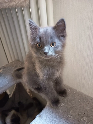 kleiner BKH BLH kater sucht noch 