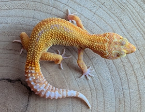 Leopardgecko Weibchen Stonewash (Tremper Albino)