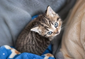 Katzenbabys bkh golden bleck  NY24 Getiegert 