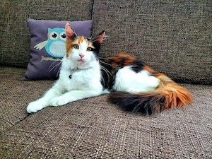 Wunderschöne Maine-Coon-Katze