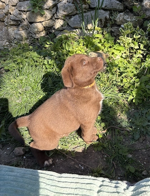 Aussidor-Mix-Welpen suchen ihr großes Abenteuer