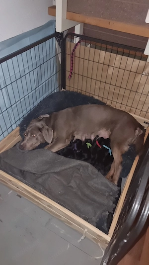 2 Süße Labrador Retriever Mix-welpen suchen ein Schönes Zuhause. Bild 9