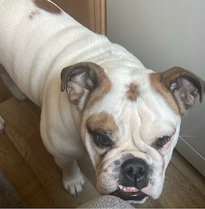 Englische Bulldogge