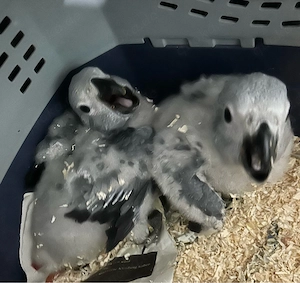 Graupapageien-Babys abzugeben Papagei