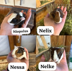 Meerschweinchen abzugeben 