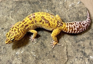 0,3 Leopardgeckos Jungle Stonewashed Godzilla Giant Tremper Albino 