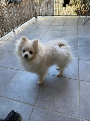 Pomeranian Zwergspitz Welpe