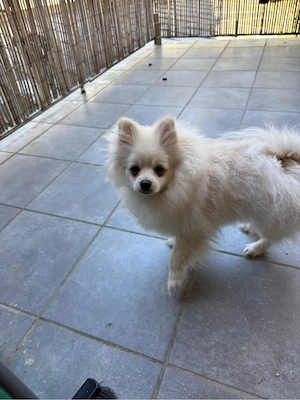 Süßer Zwergspitz (Pomeranian) Welpe auf der Suche nach einem liebevollen Zuhause   