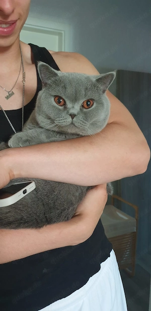 Bkh Deckkater, mit Stammbaum 