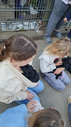 2 Süße Labrador Retriever Mix-welpen suchen ein Schönes Zuhause. Bild 10