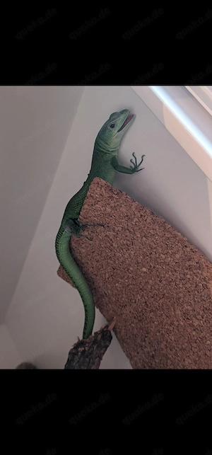 Grüne Baumeidechsen Pärchen ( Gastropholis prasina )