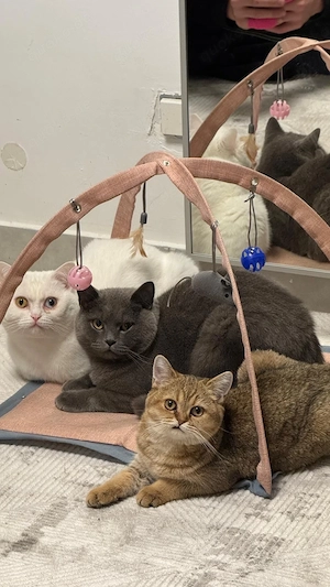 Wunderschöner weißer BKH Kater sucht liebevolles Zuhause Bild 7