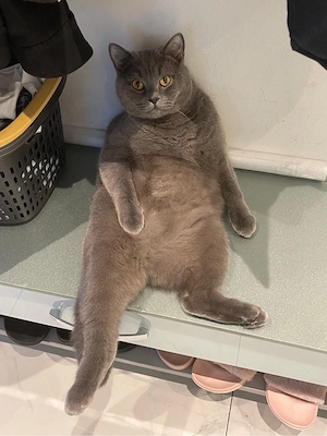 Wunderschöner weißer BKH Kater sucht liebevolles Zuhause Bild 5