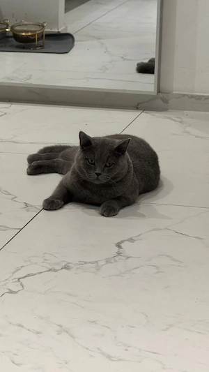 Wunderschöner weißer BKH Kater sucht liebevolles Zuhause Bild 3