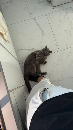 Wunderschöner weißer BKH Kater sucht liebevolles Zuhause Bild 8