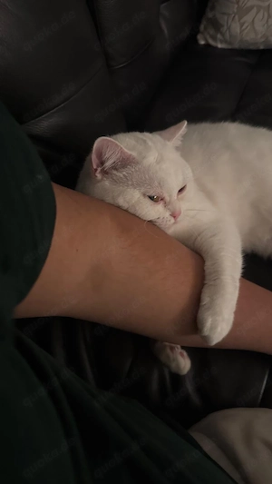 Britisch Kurzhaar (BKH) Kater, 2 Jahre, Blue Grau, liebevoll abzugeben