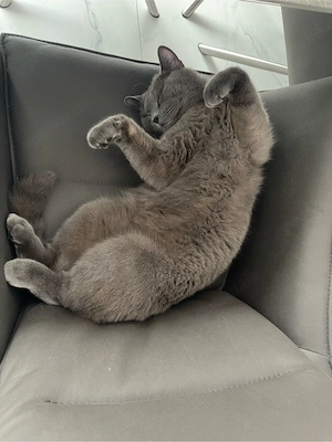 Wunderschöner weißer BKH Kater sucht liebevolles Zuhause Bild 6